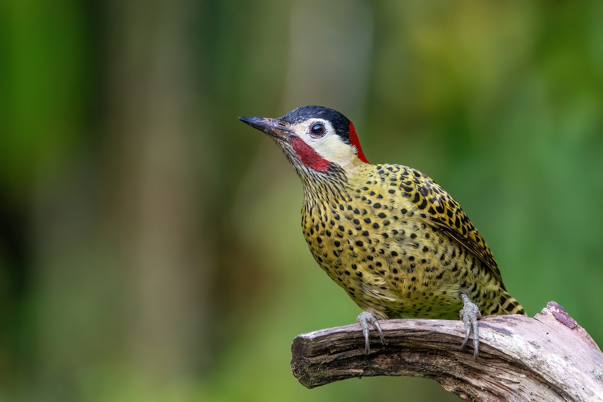 Green-barred Woodpecker - ML622520297