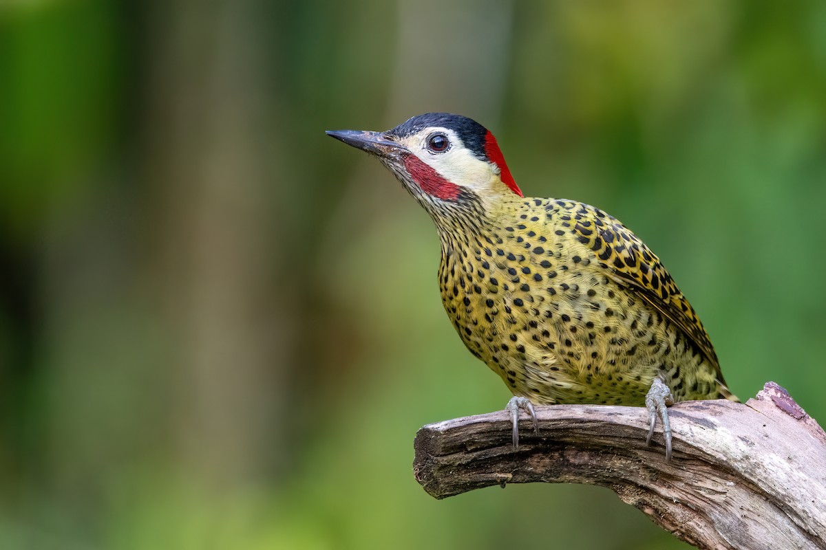 Green-barred Woodpecker - ML622520298