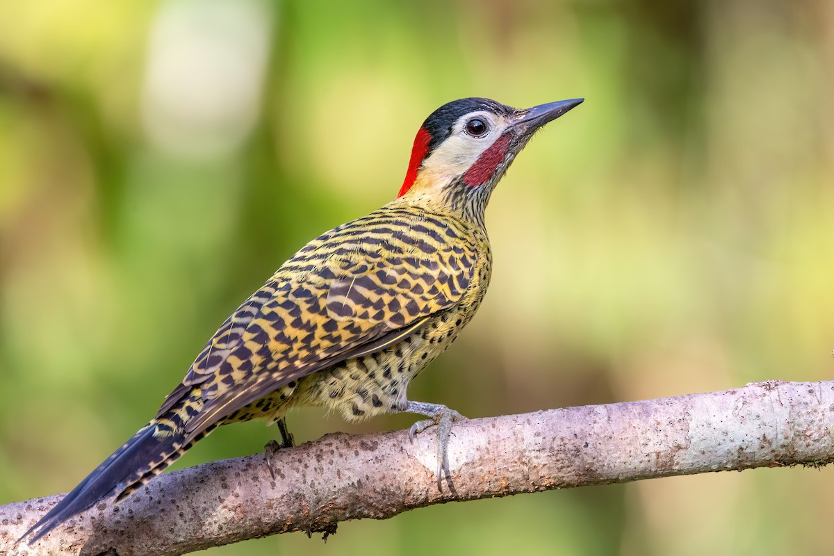 Green-barred Woodpecker - ML622520299