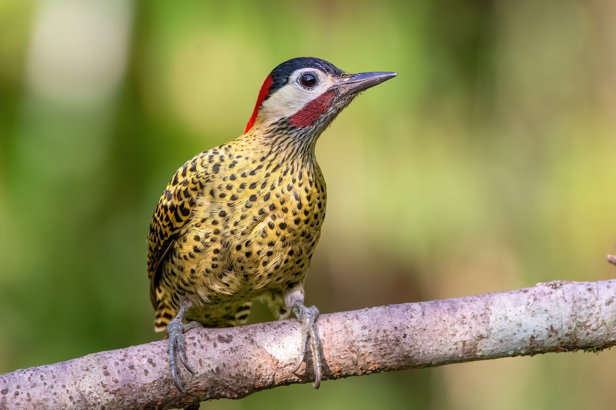 Green-barred Woodpecker - ML622520300