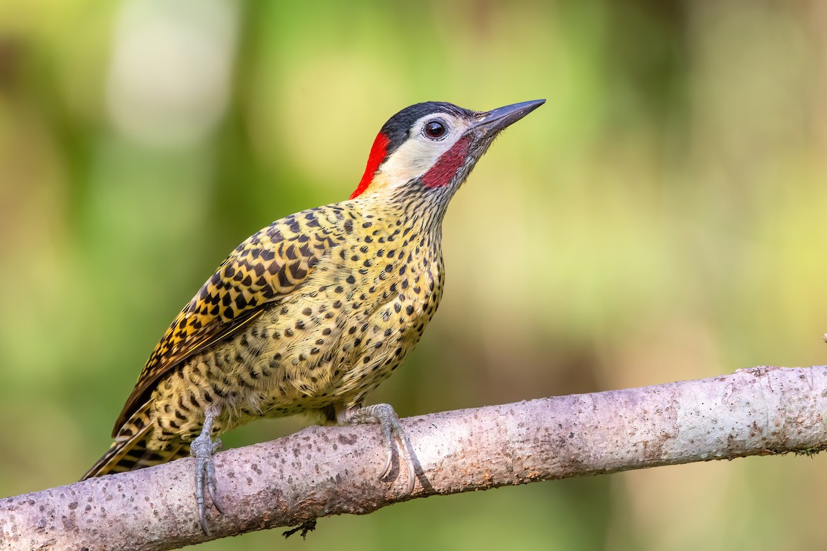 Green-barred Woodpecker - ML622520301