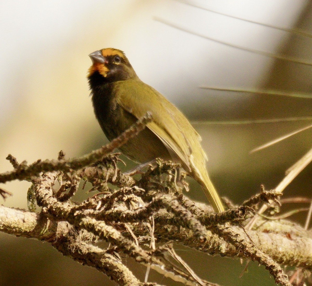 Yellow-faced Grassquit - ML622520378