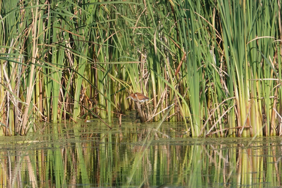 bukáček americký - ML622520400