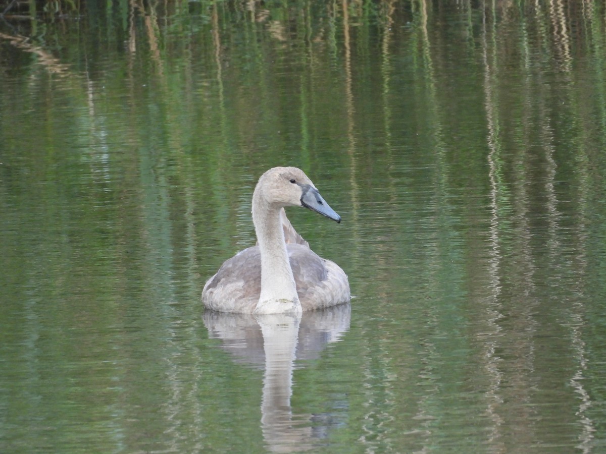 Mute Swan - Fran Alvarez Gonzalez