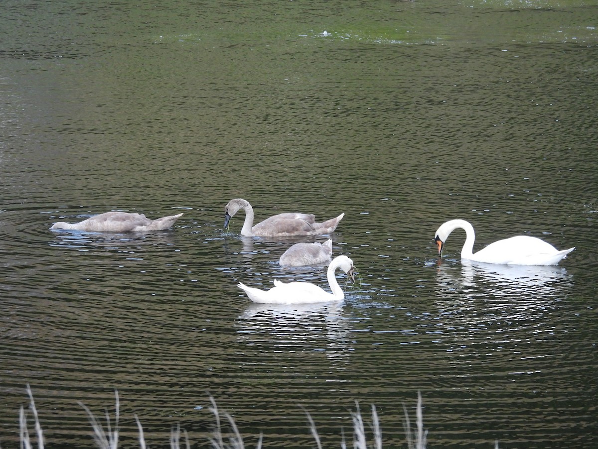 Mute Swan - ML622520402