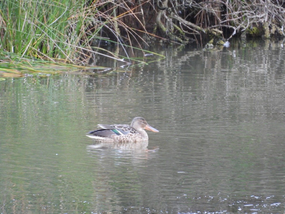 Northern Shoveler - ML622520416