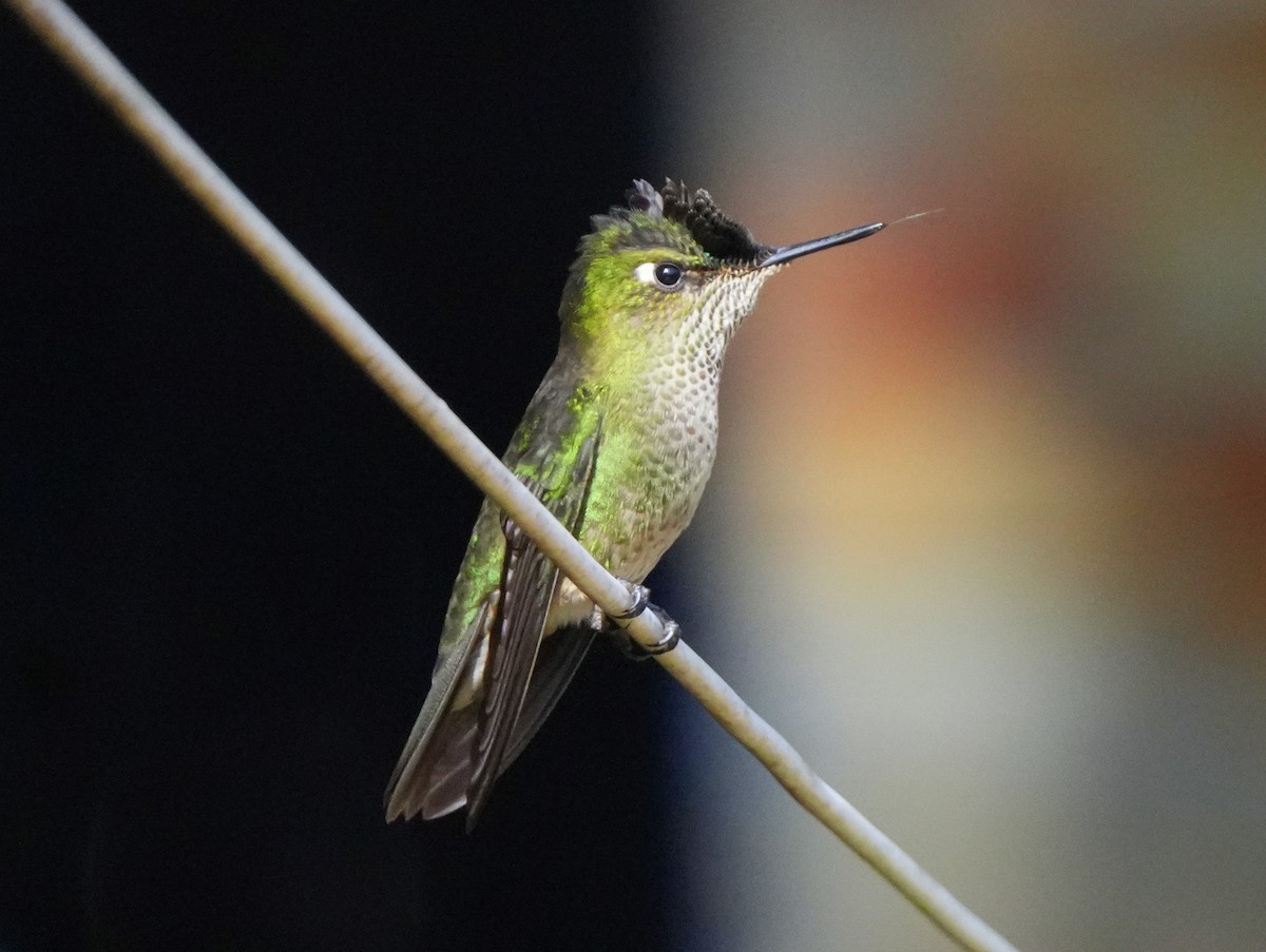 Green-backed Firecrown - ML622520419