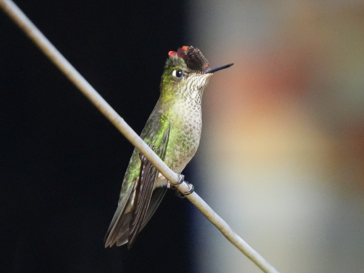 Green-backed Firecrown - ML622520457