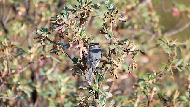 Cinereous Conebill - ML622520596