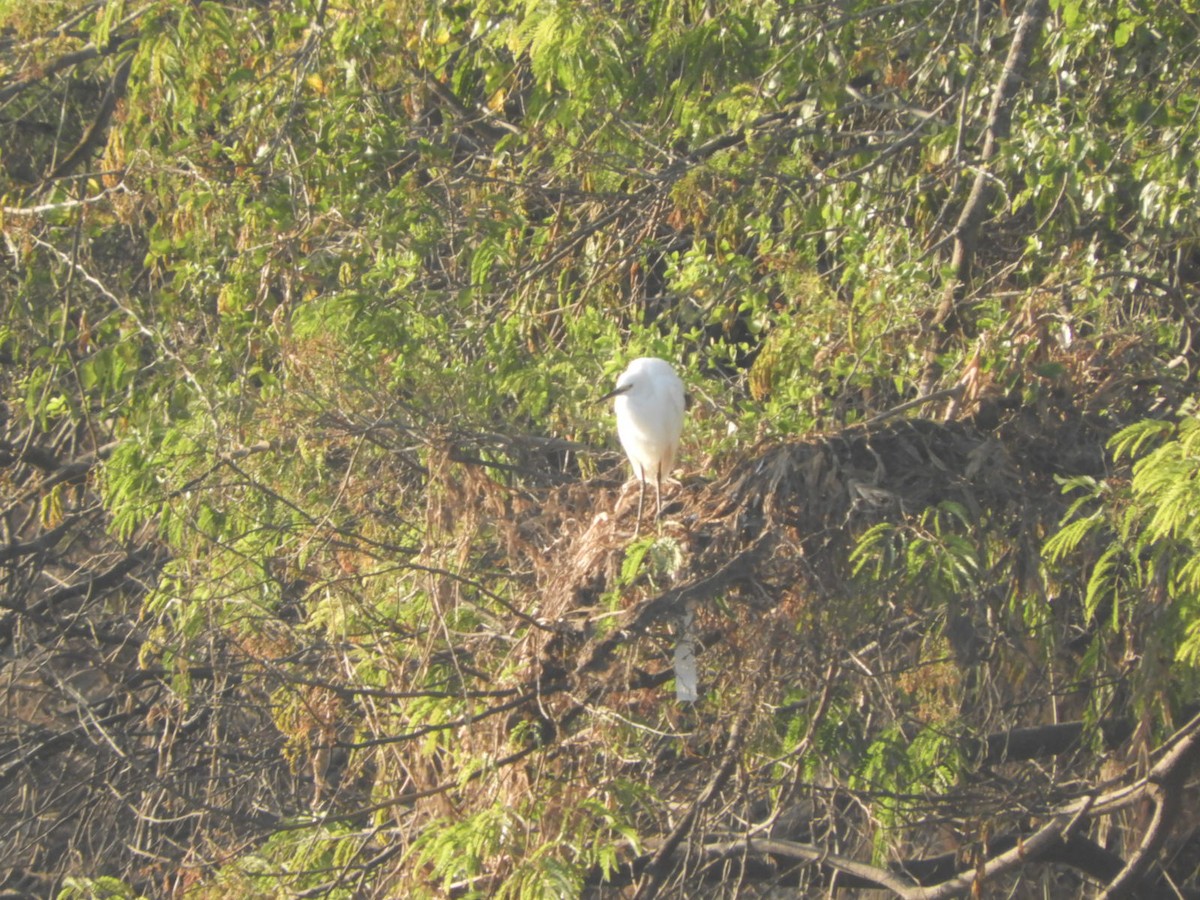 Snowy Egret - ML622520645