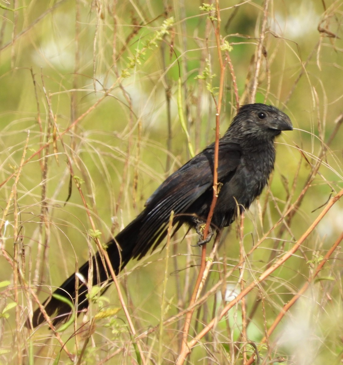 Groove-billed Ani - Manuel Pérez R.