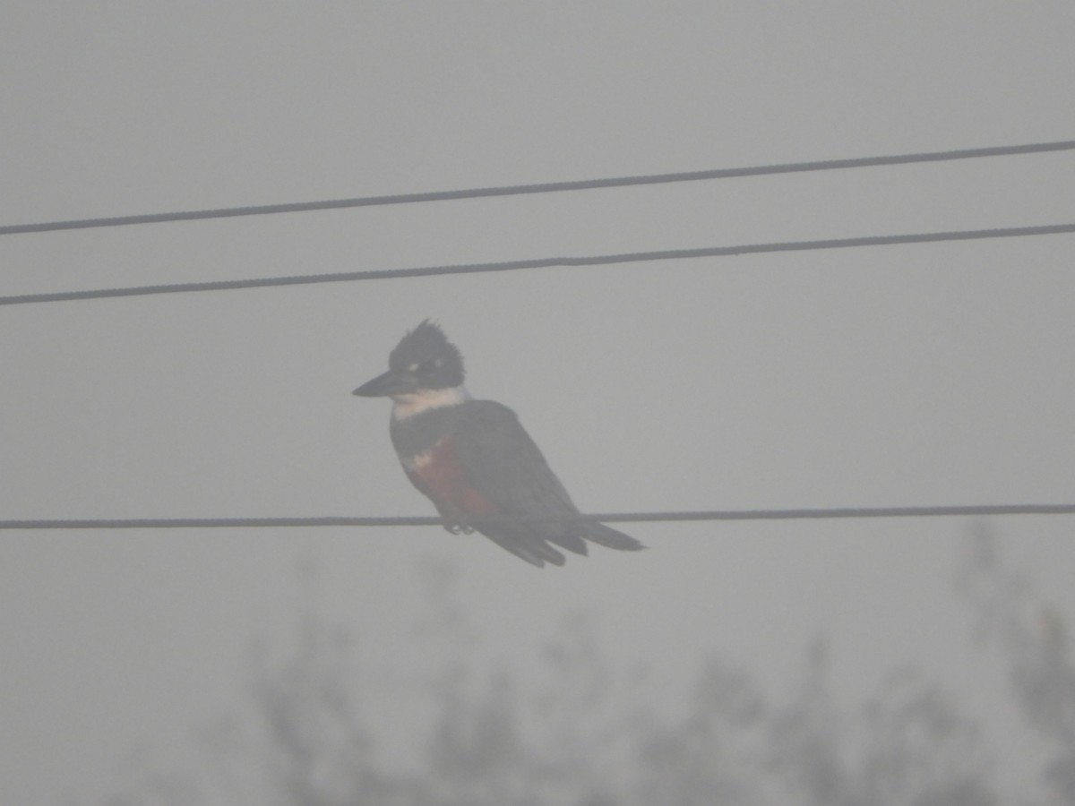 Ringed Kingfisher - ML622520732