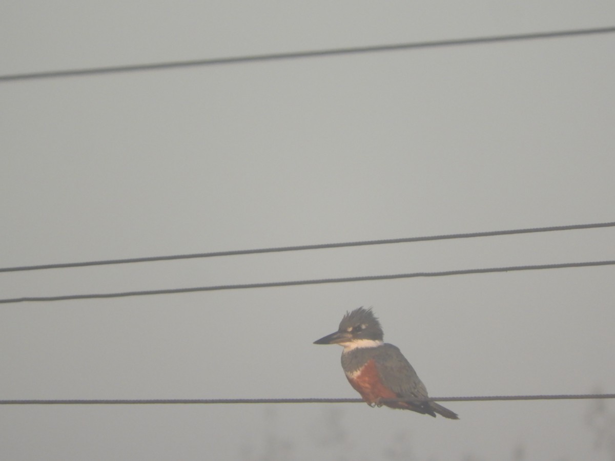 Ringed Kingfisher - ML622520733