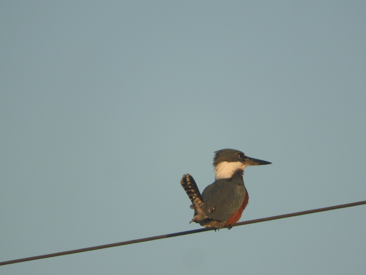 Ringed Kingfisher - ML622520734