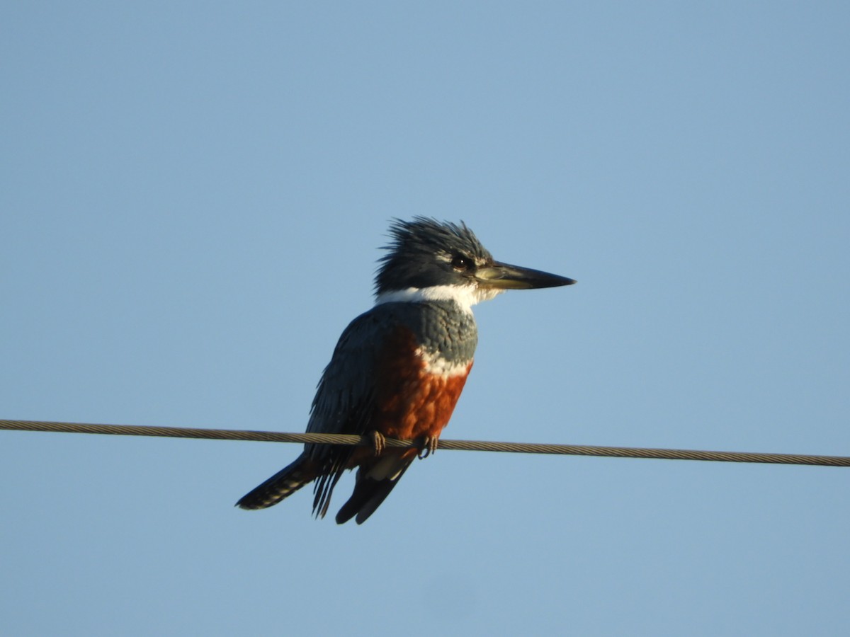 Ringed Kingfisher - ML622520735