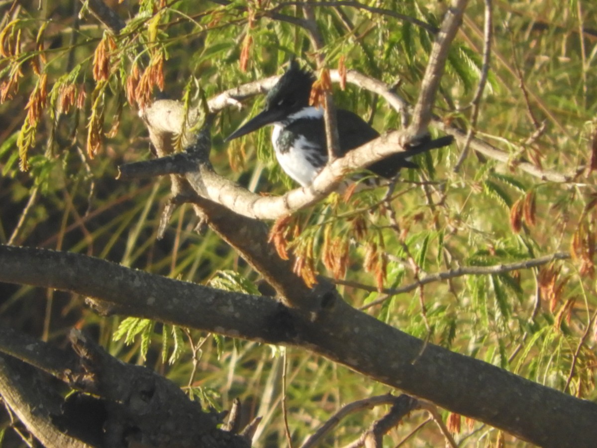 Amazon Kingfisher - ML622520741