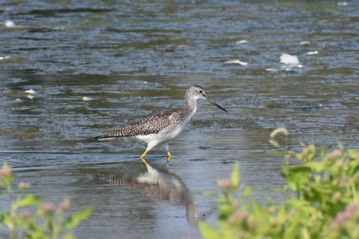 Greater Yellowlegs - ML622520783