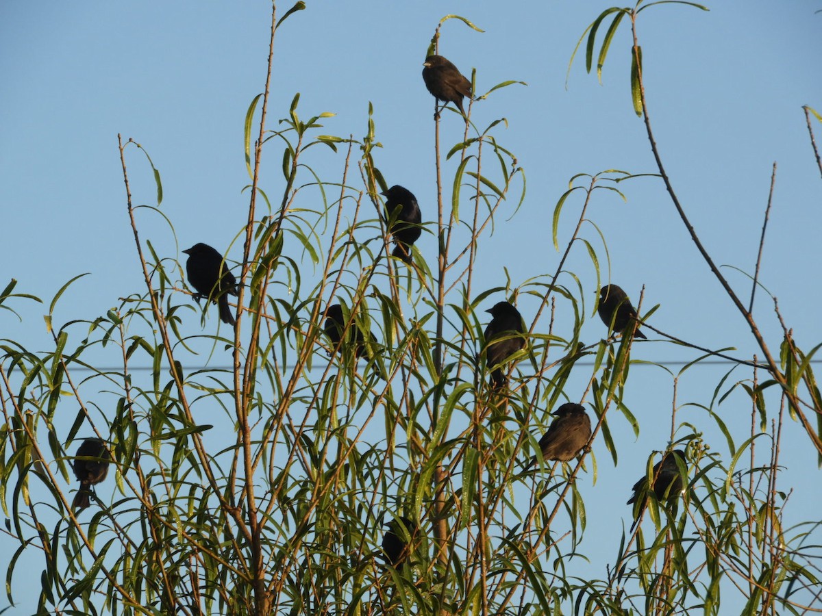 Shiny Cowbird - ML622520786