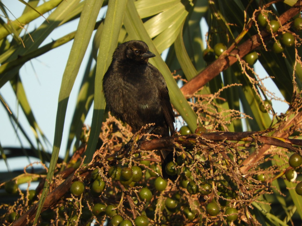 Screaming Cowbird - ML622520808