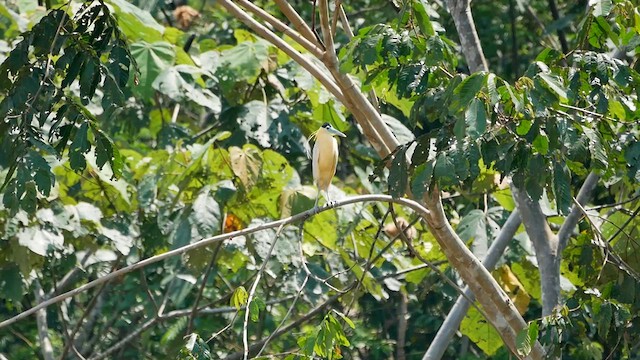 Capped Heron - ML622520809