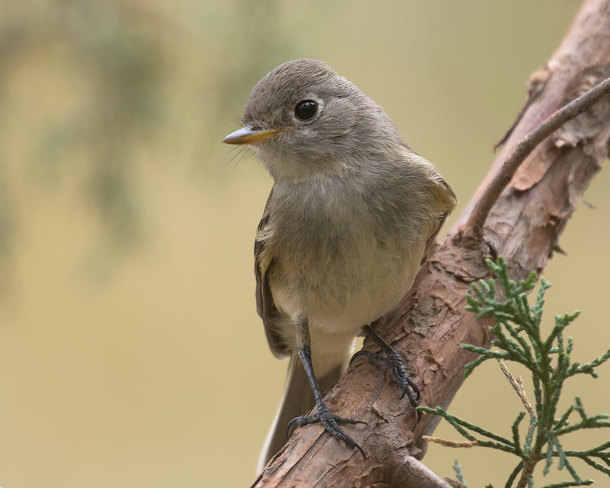 Dusky Flycatcher - ML622520831