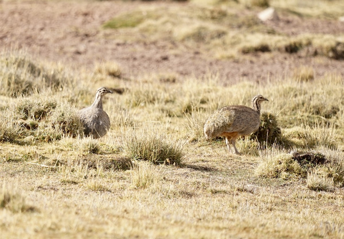 Puna Tinamou - ML622520921