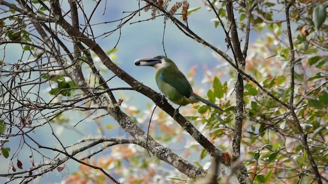 Blue-banded Toucanet - ML622520924