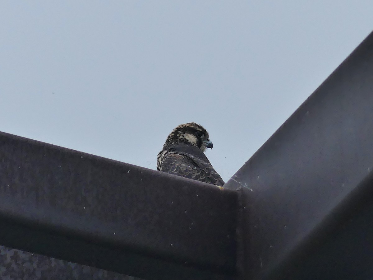 Peregrine Falcon - ML622520942