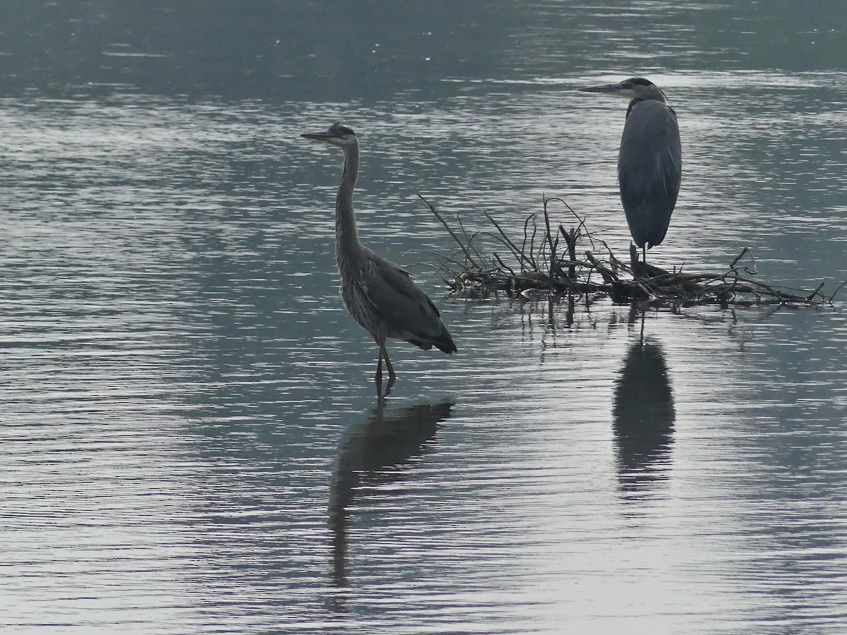 Great Blue Heron - ML622520953