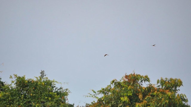 Blue-and-yellow Macaw - ML622520989