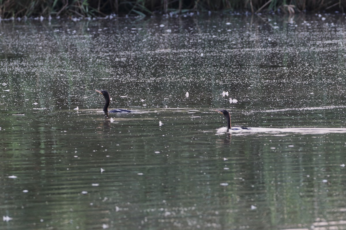 Double-crested Cormorant - Mike Mencotti