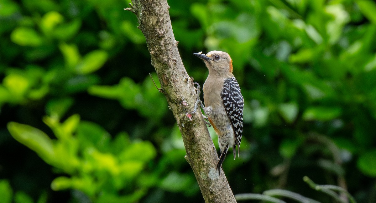 Red-crowned Woodpecker - Travis Vance