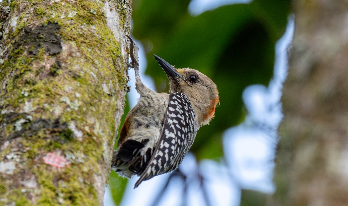 Red-crowned Woodpecker - ML622521015