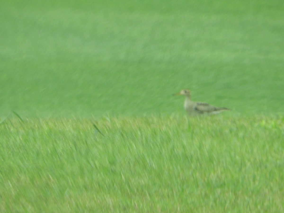 Upland Sandpiper - ML622521048