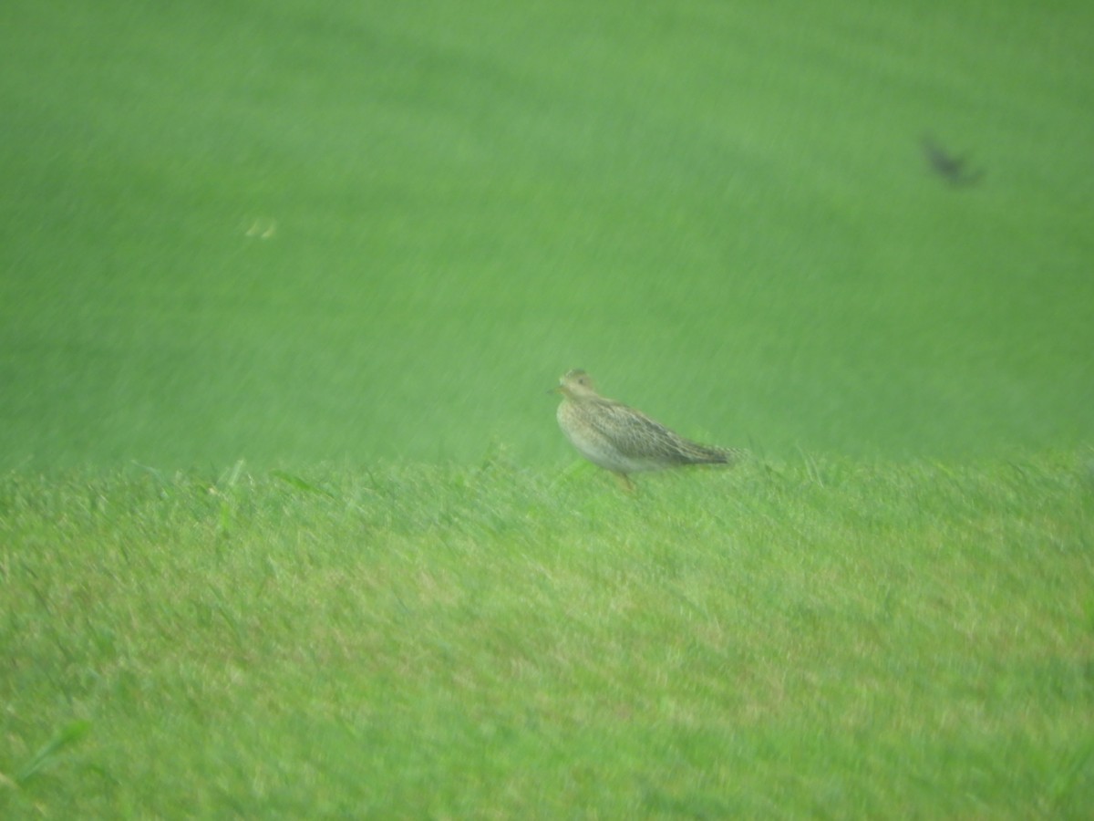 Upland Sandpiper - ML622521054