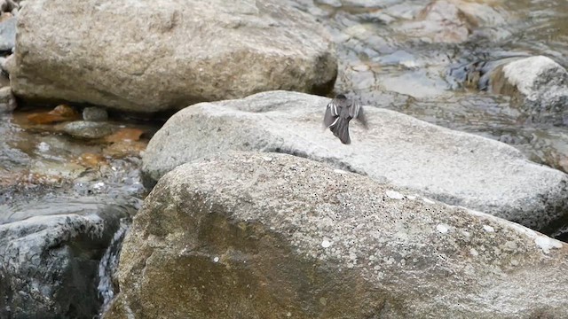 Black Phoebe - ML622521072