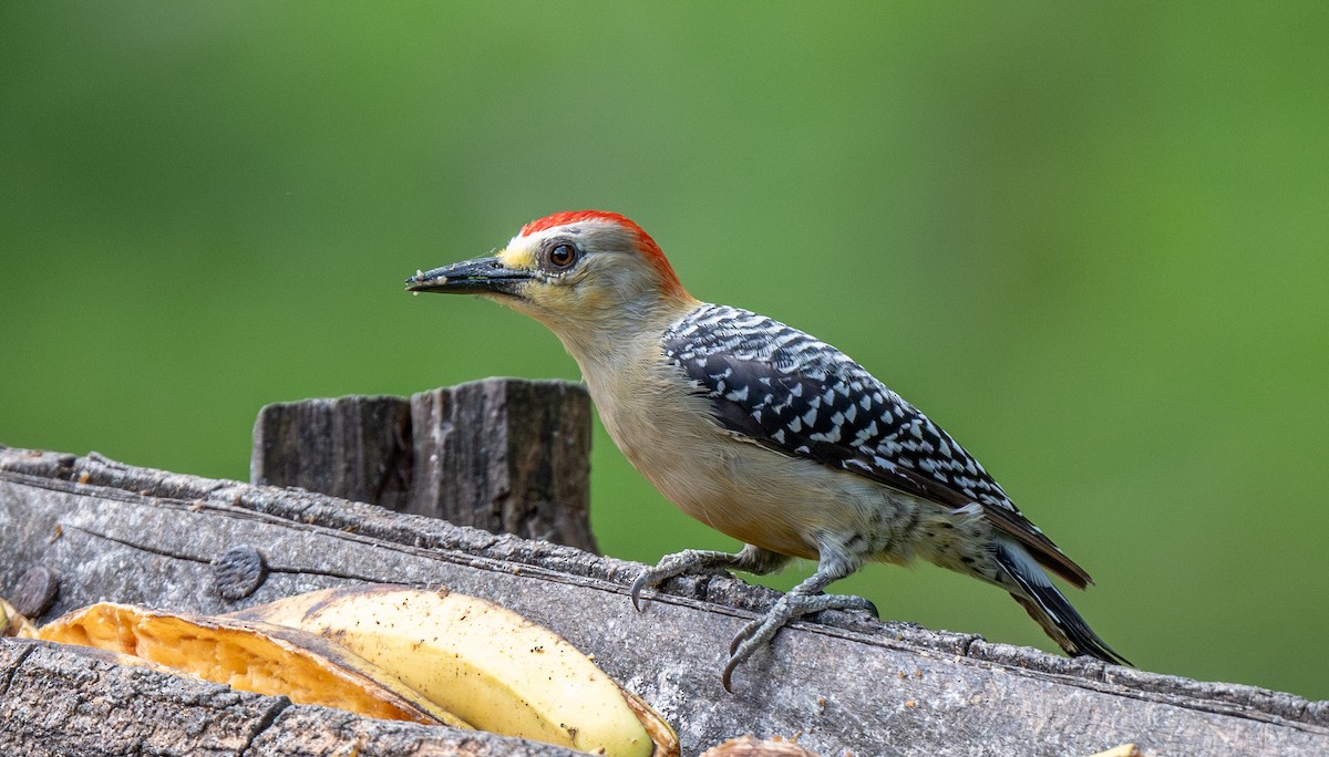 Red-crowned Woodpecker - ML622521104