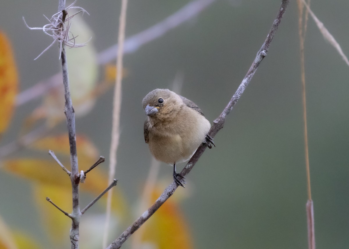 Yellow-bellied Seedeater - ML622521124