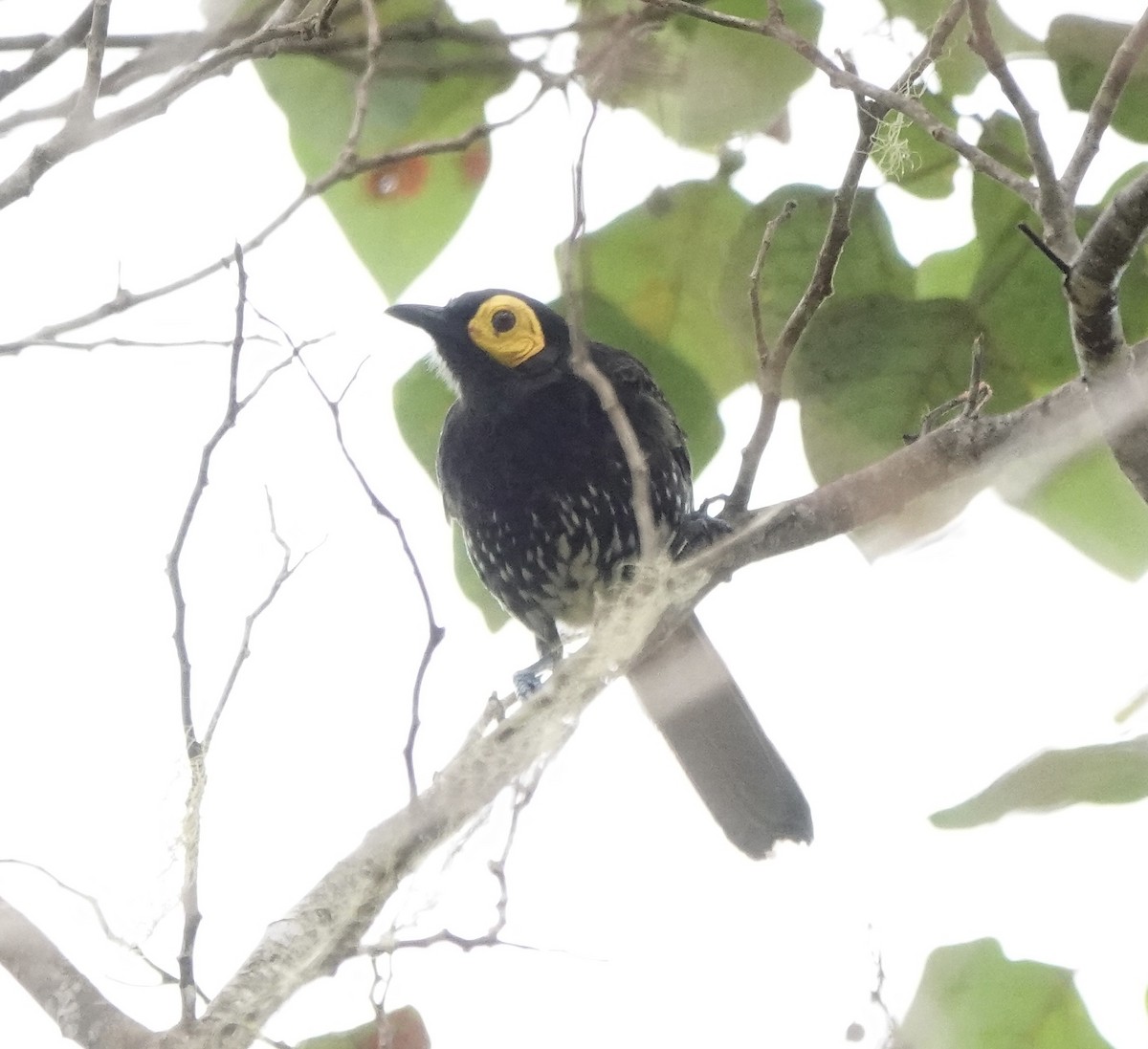 Arfak Honeyeater - ML622521144