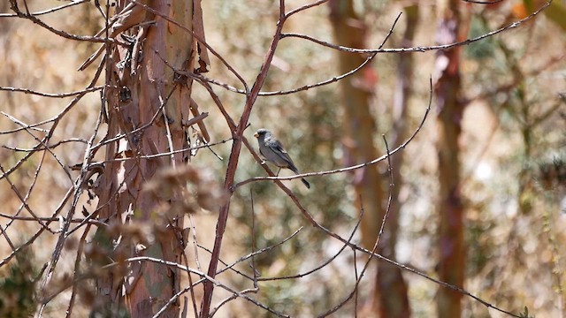 Band-tailed Seedeater - ML622521257