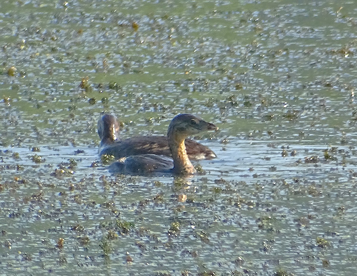 Pied-billed Grebe - ML622521262