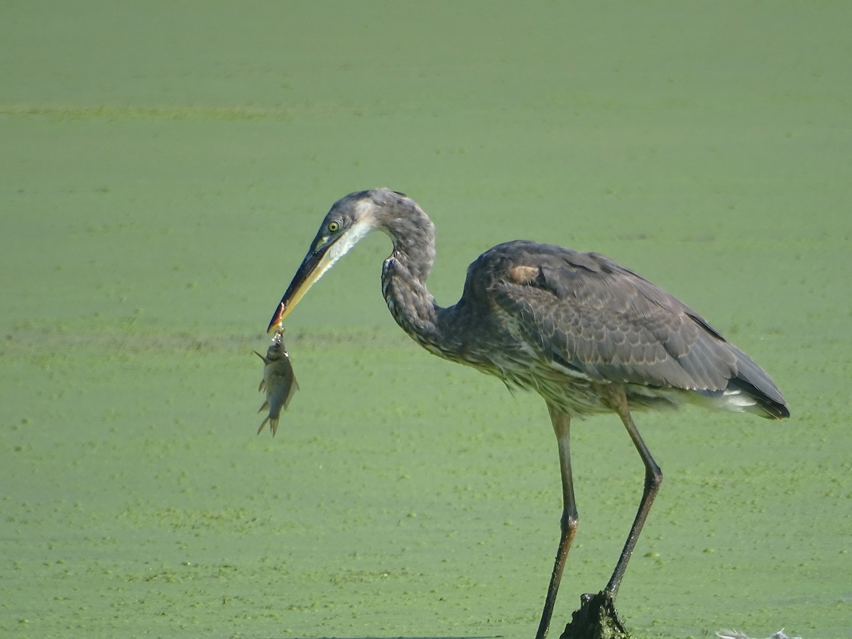 Garza Azulada (grupo herodias) - ML622521266