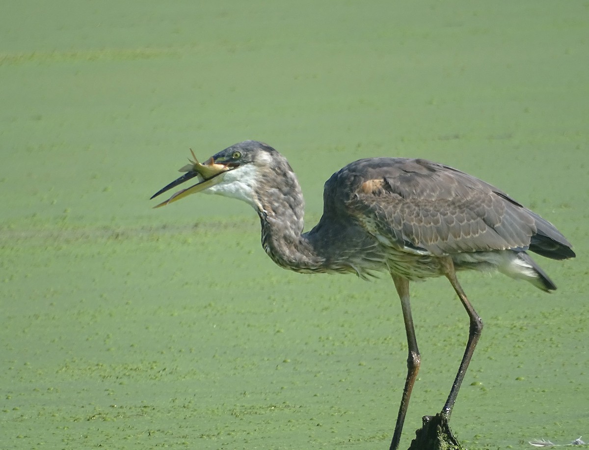 Great Blue Heron (Great Blue) - ML622521267