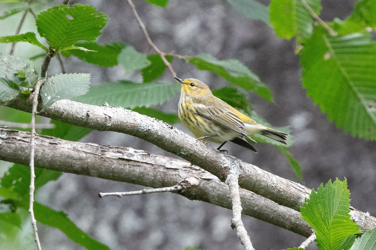 Cape May Warbler - ML622521343