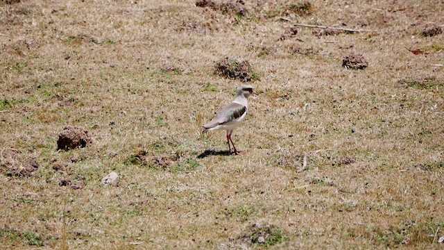 Andean Lapwing - ML622521346