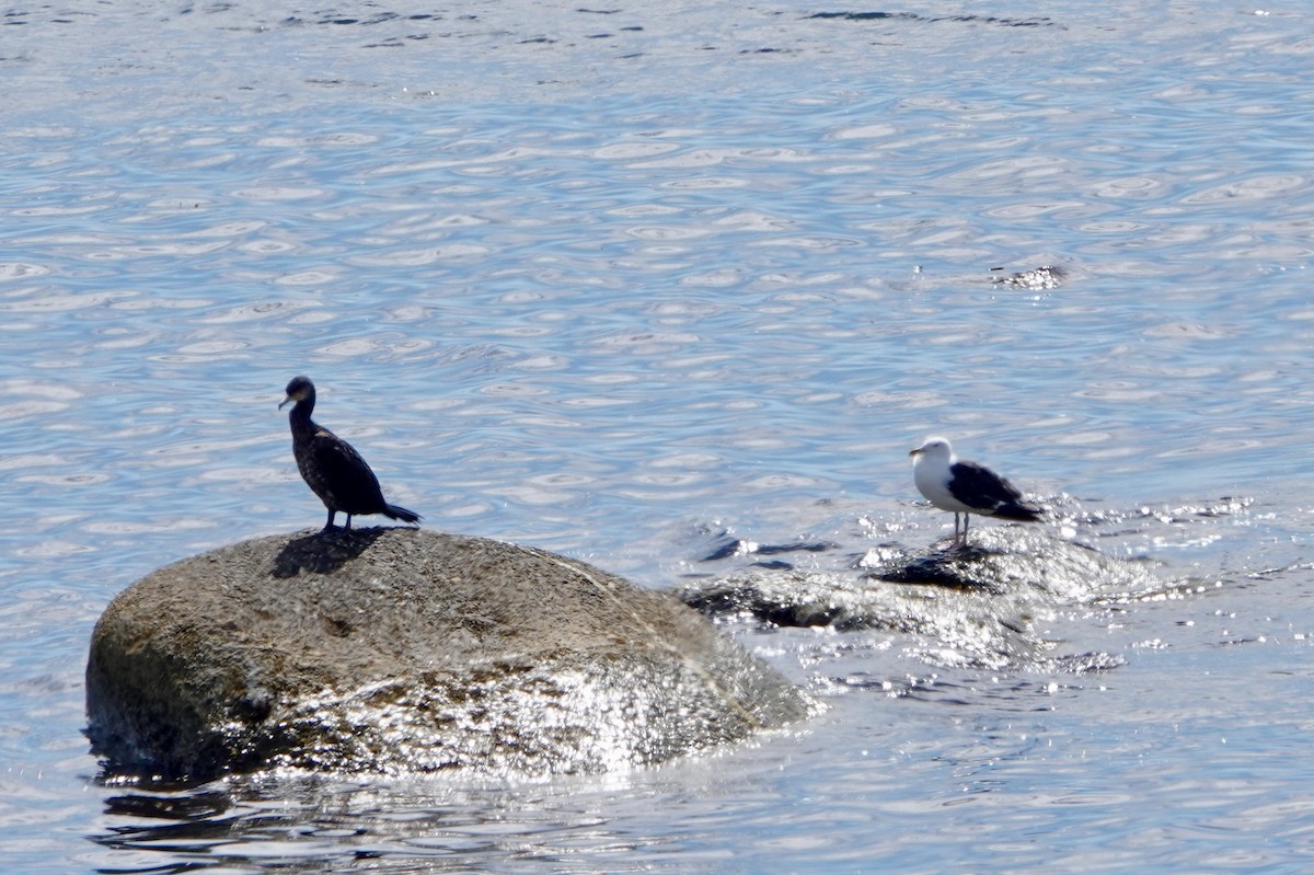 Great Cormorant - ML622521387