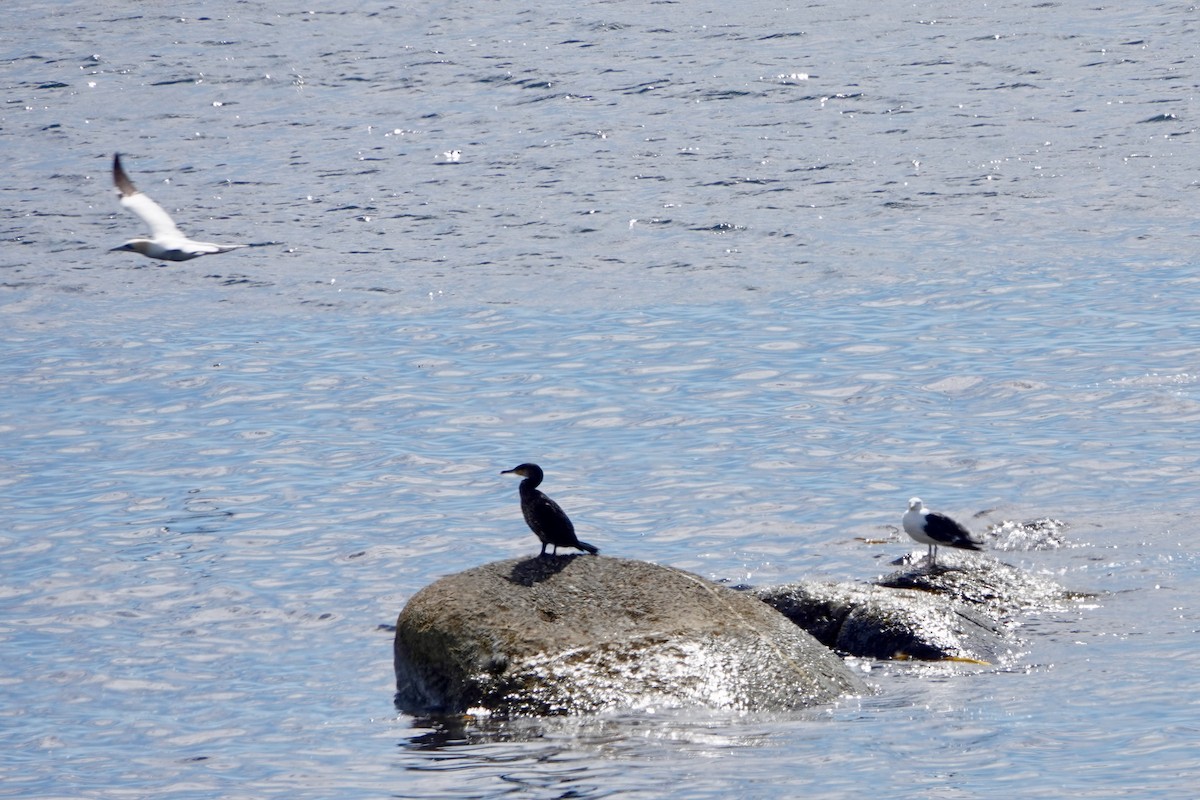 Great Cormorant - ML622521388