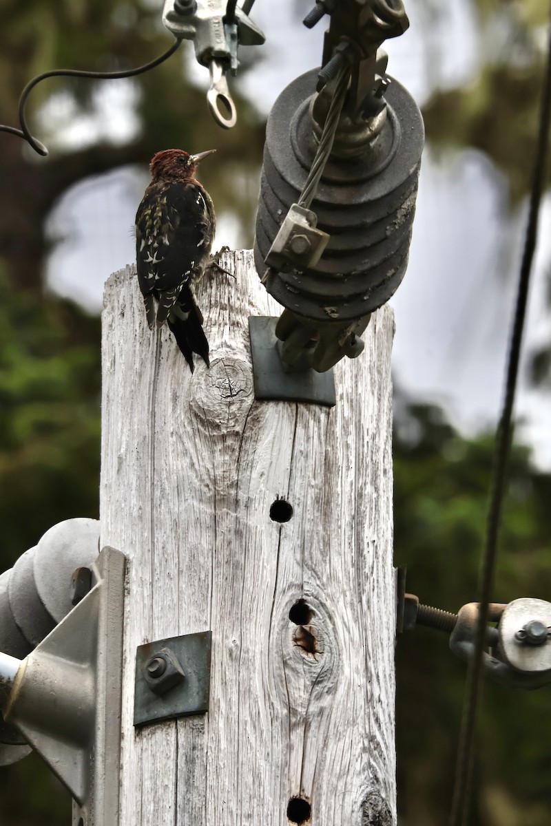 Red-breasted Sapsucker - ML622521417