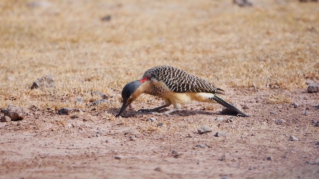 Andean Flicker - ML622521513