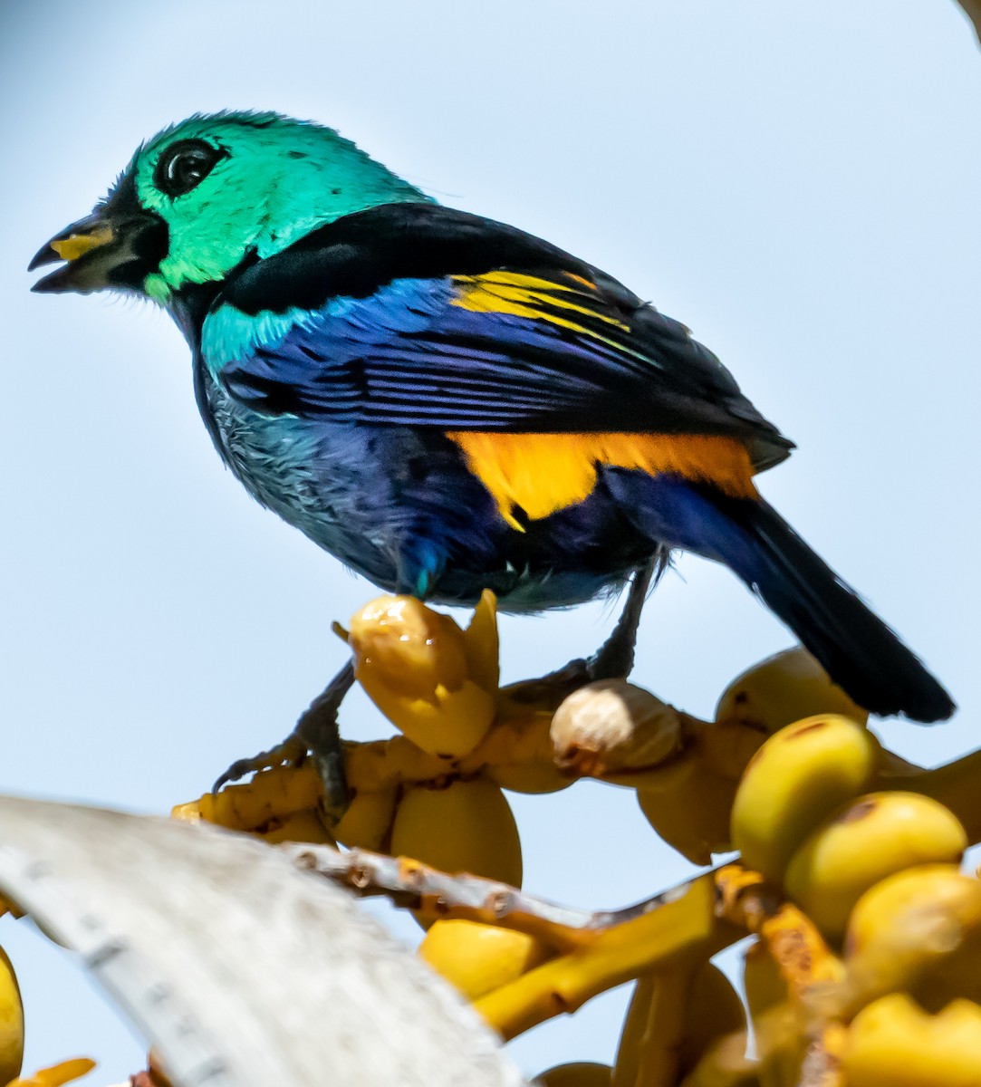 Seven-colored Tanager - ML622521538